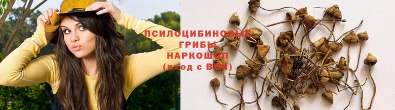 закладка  Губаха  Псилоцибиновые грибы Cubensis 